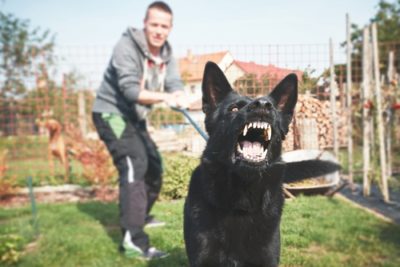 Queens Dog Bite Lawyer | Animal Attack Attorney | Free Consultation