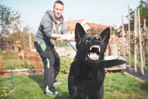 How a Dog Attack Can Change Your Life Free Consultations